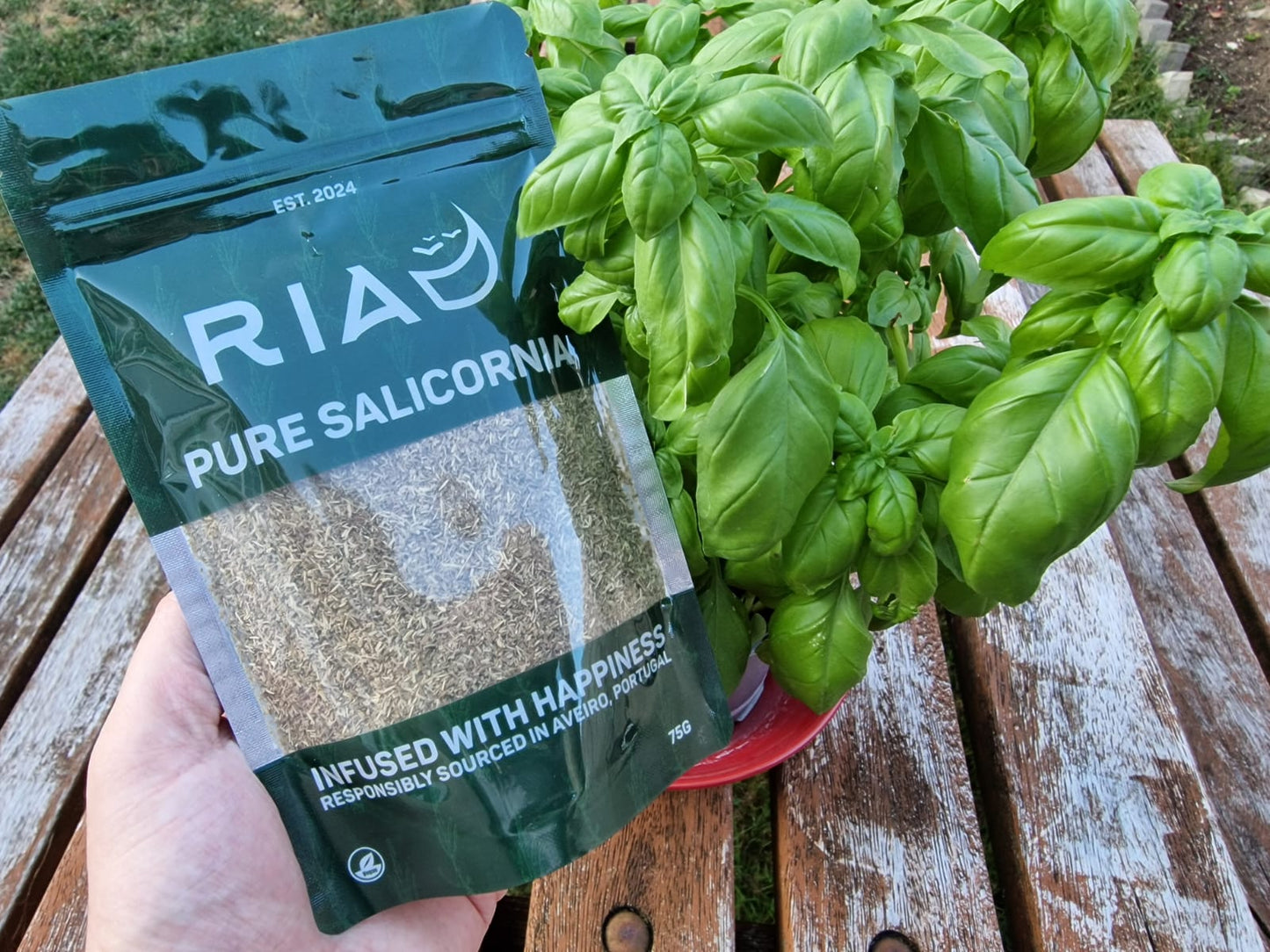 Pure Salicornia