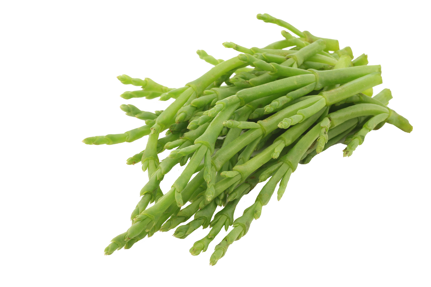 Salicornia